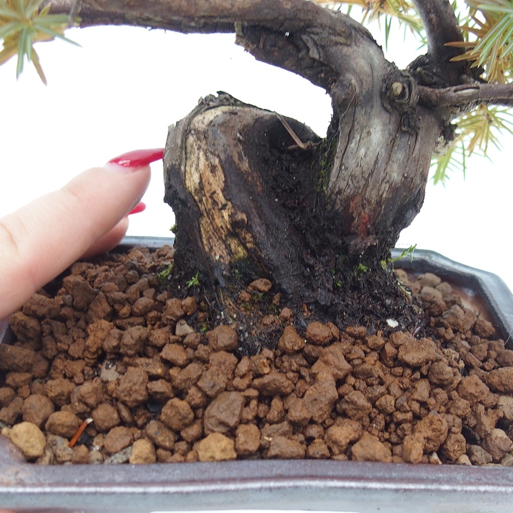 Vonkajšie bonsai - Jalovec Rigid - Juniperus Rigid
