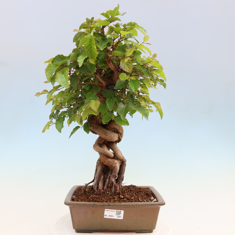 Vonkajší bonsaj -Carpinus coreana - Hrab kórejský