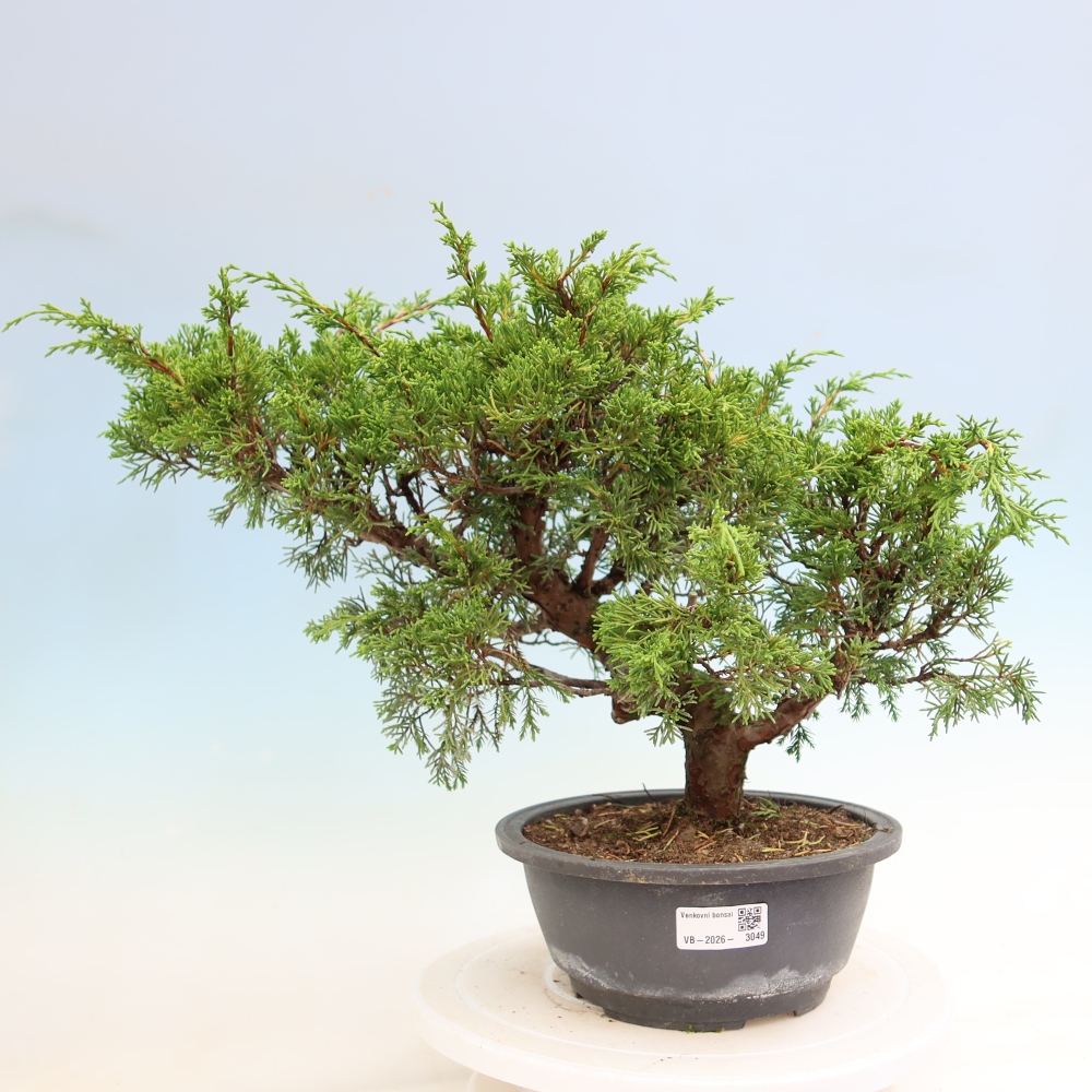 Vonkajší bonsai – Juniperus chinensis Itoigawa – čínsky jalovec
