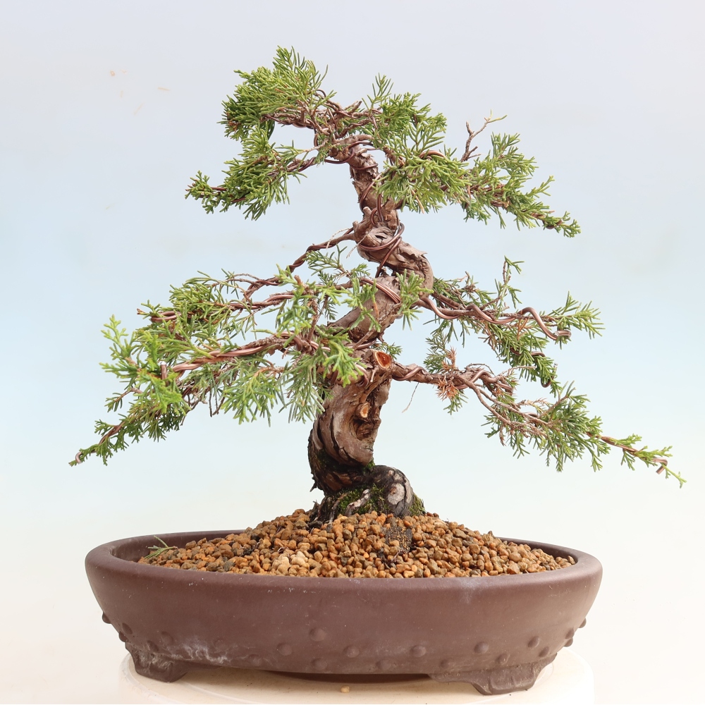 Vonkajší bonsai – Juniperus chinensis Itoigawa – čínsky jalovec