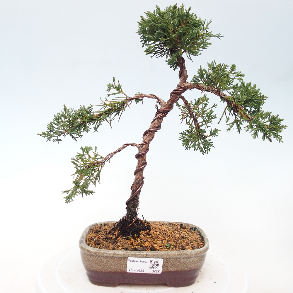 Vonkajší bonsaj - Juniperus chinensis Kishu