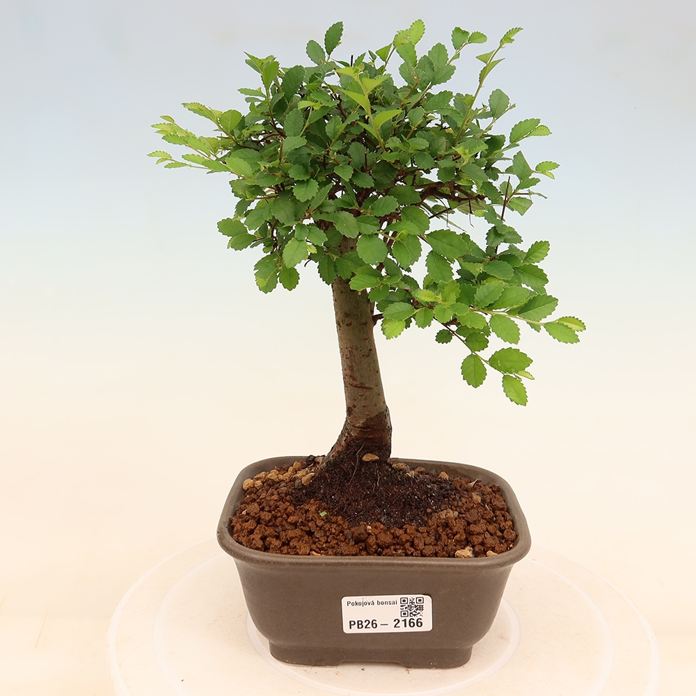Izbový bonsaj - Ulmus parvifolia - brest malolistý