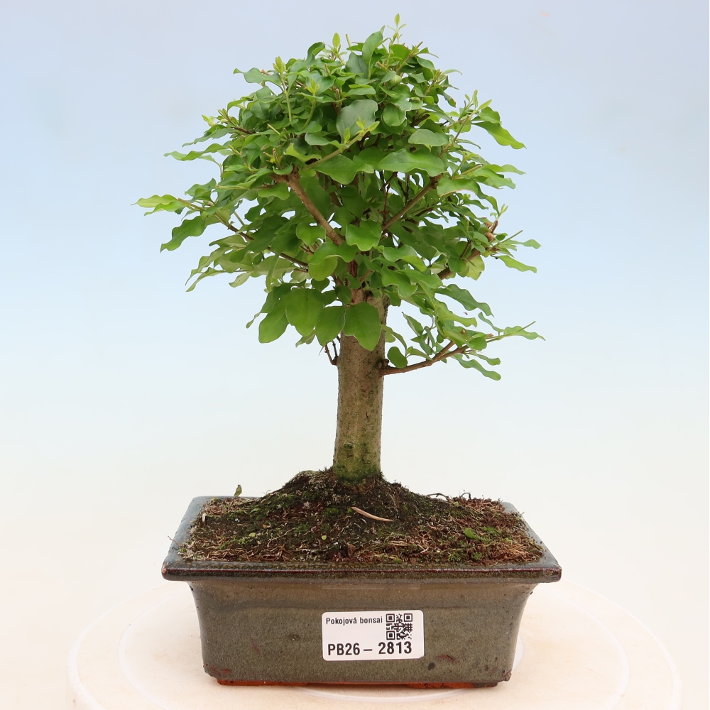 Izbový bonsaj -Ligustrum chinensis - Vtáčí zobák