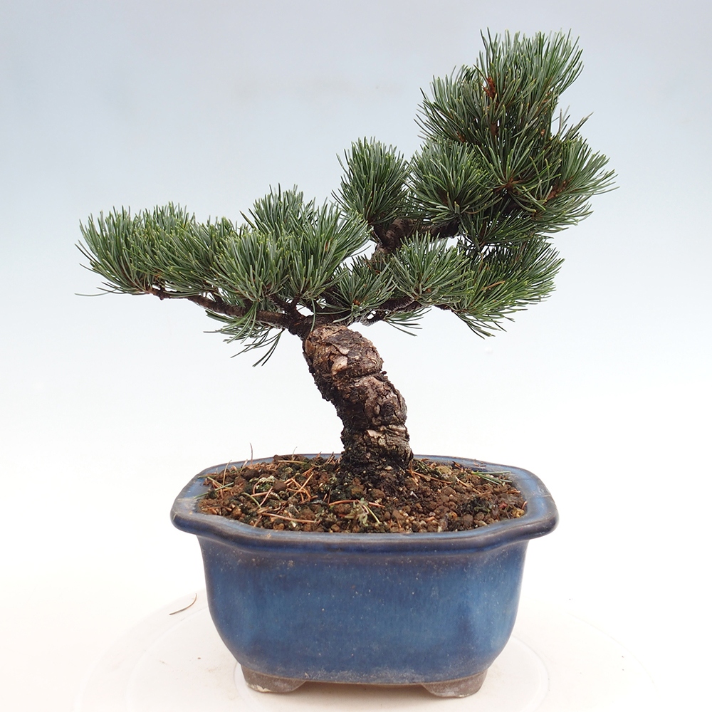 Vonkajšie bonsai - Pinus parviflora - Borovica drobnokvetá