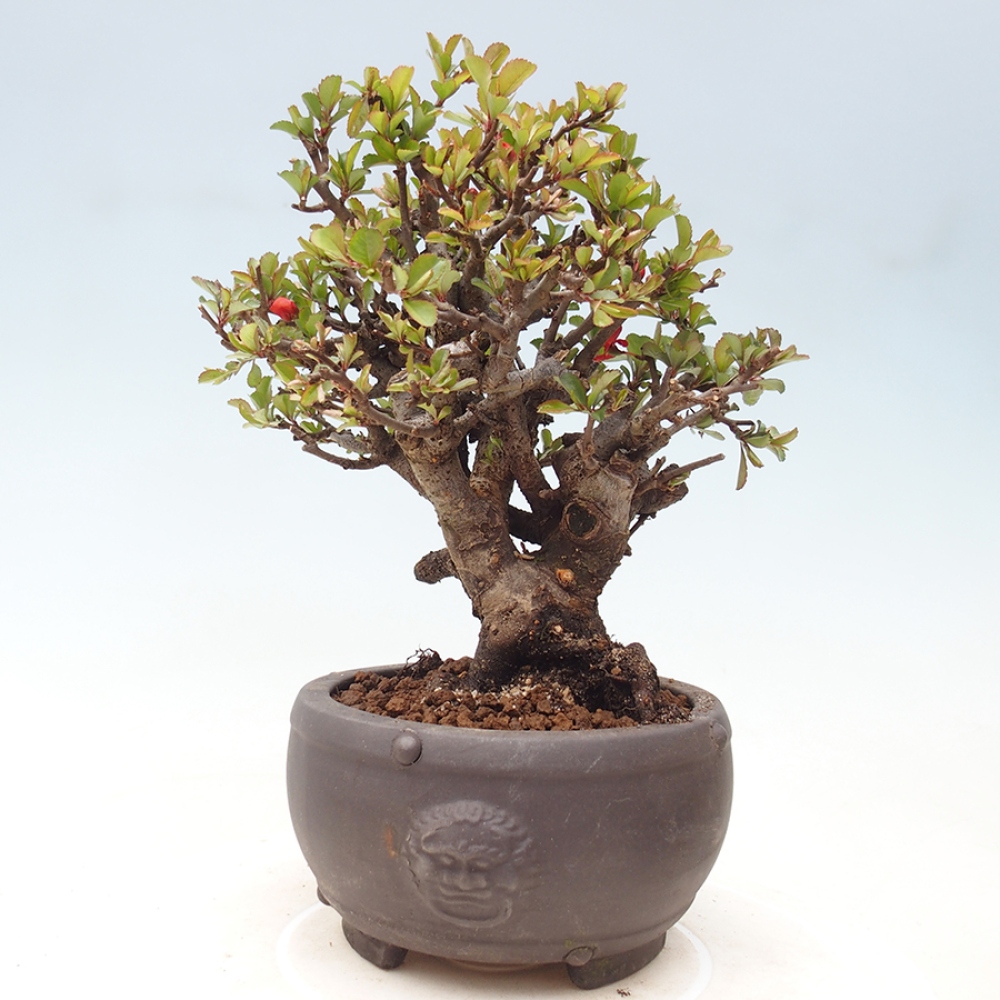 Vonkajšie bonsaje - Chaneomeles speciosa - Kdoule
