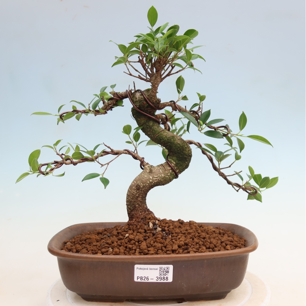 Izbové bonsaje - Ficus kimmen - drobnolistý fikus