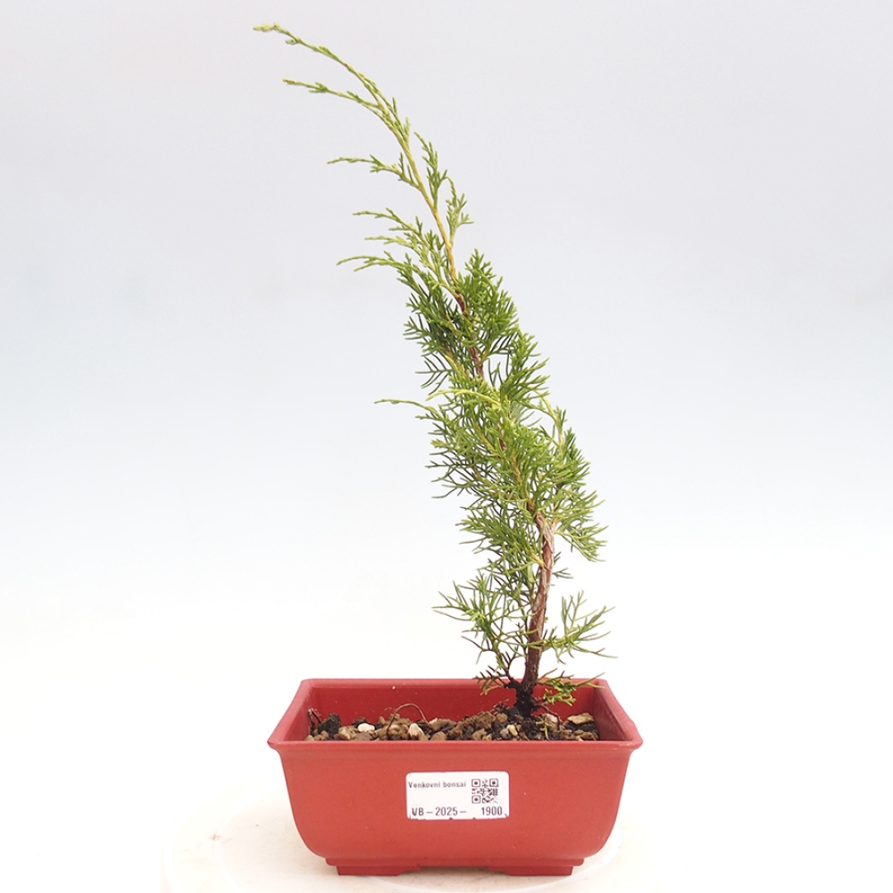 Vonkajší bonsai - Juniperus chinensis Itoigawa -Jalovec čínsky