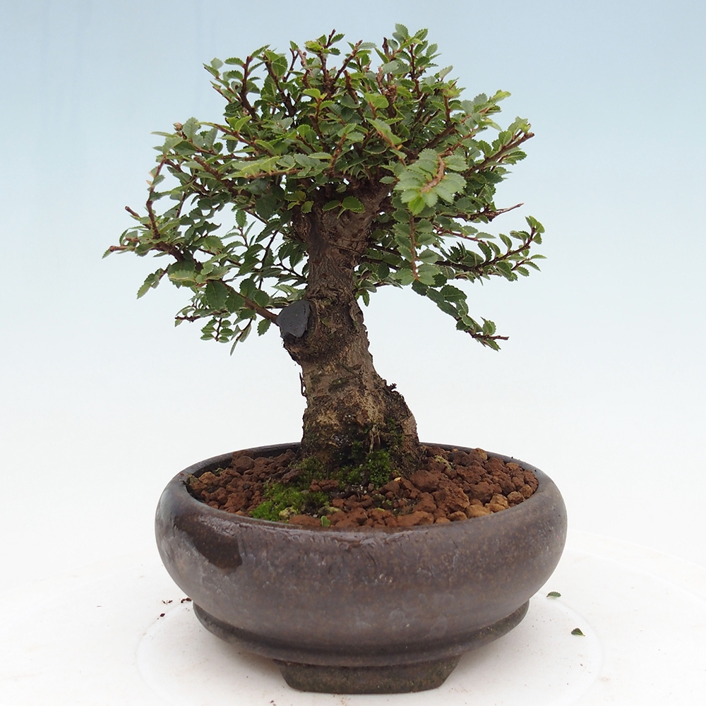 Vonkajší bonsaj - Ulmus parvifolia Hokkaido - čínsky brest