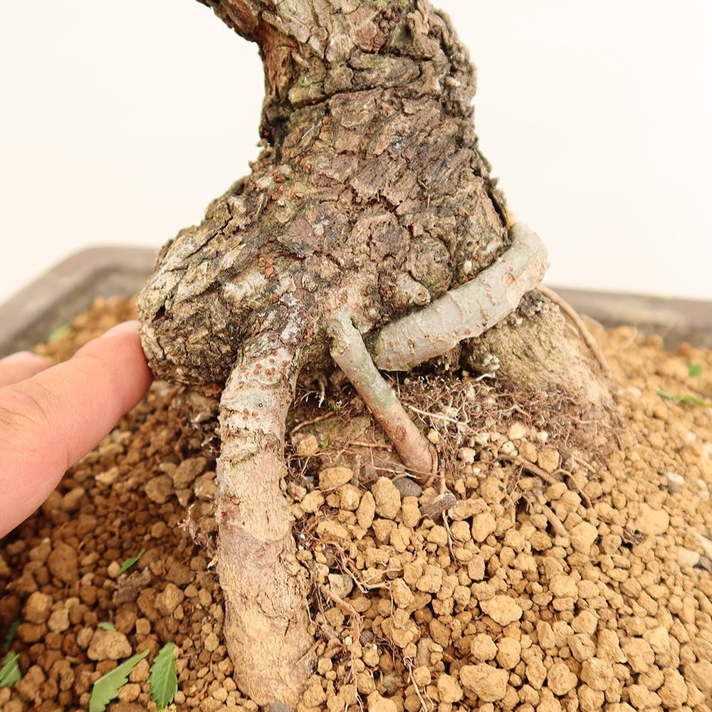Vonkajšie bonsai - Zelkova - Zelkova NIRE