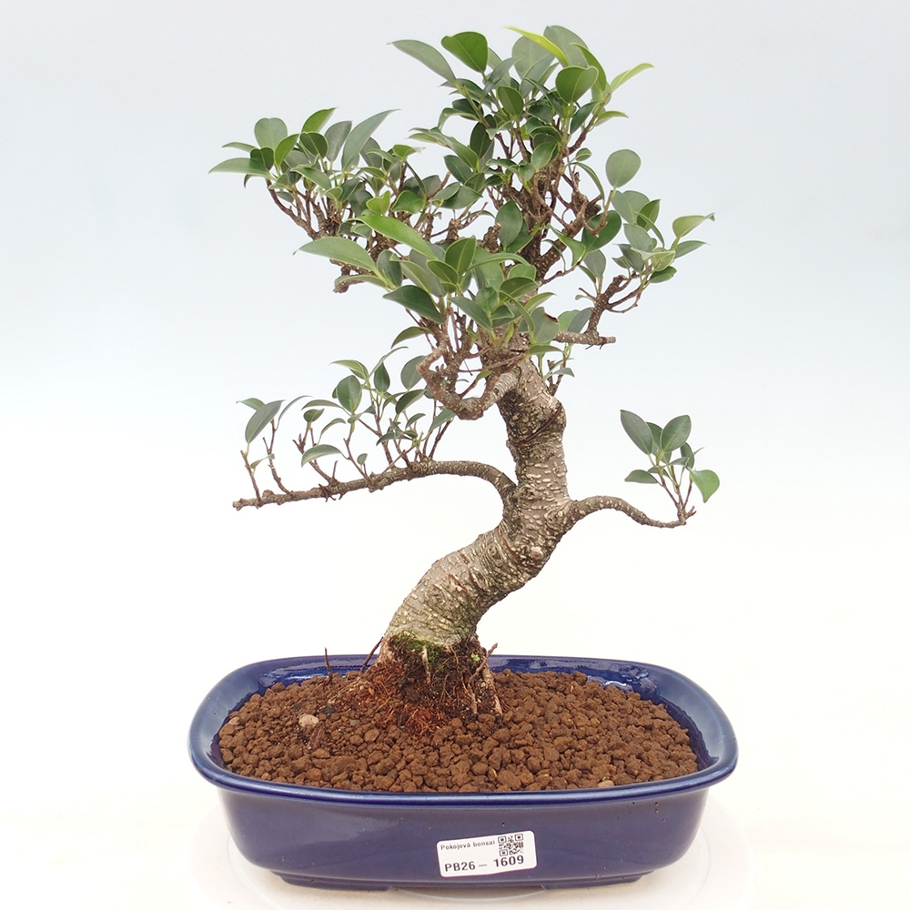 Izbové bonsaje - Ficus kimmen - drobnolistý fikus