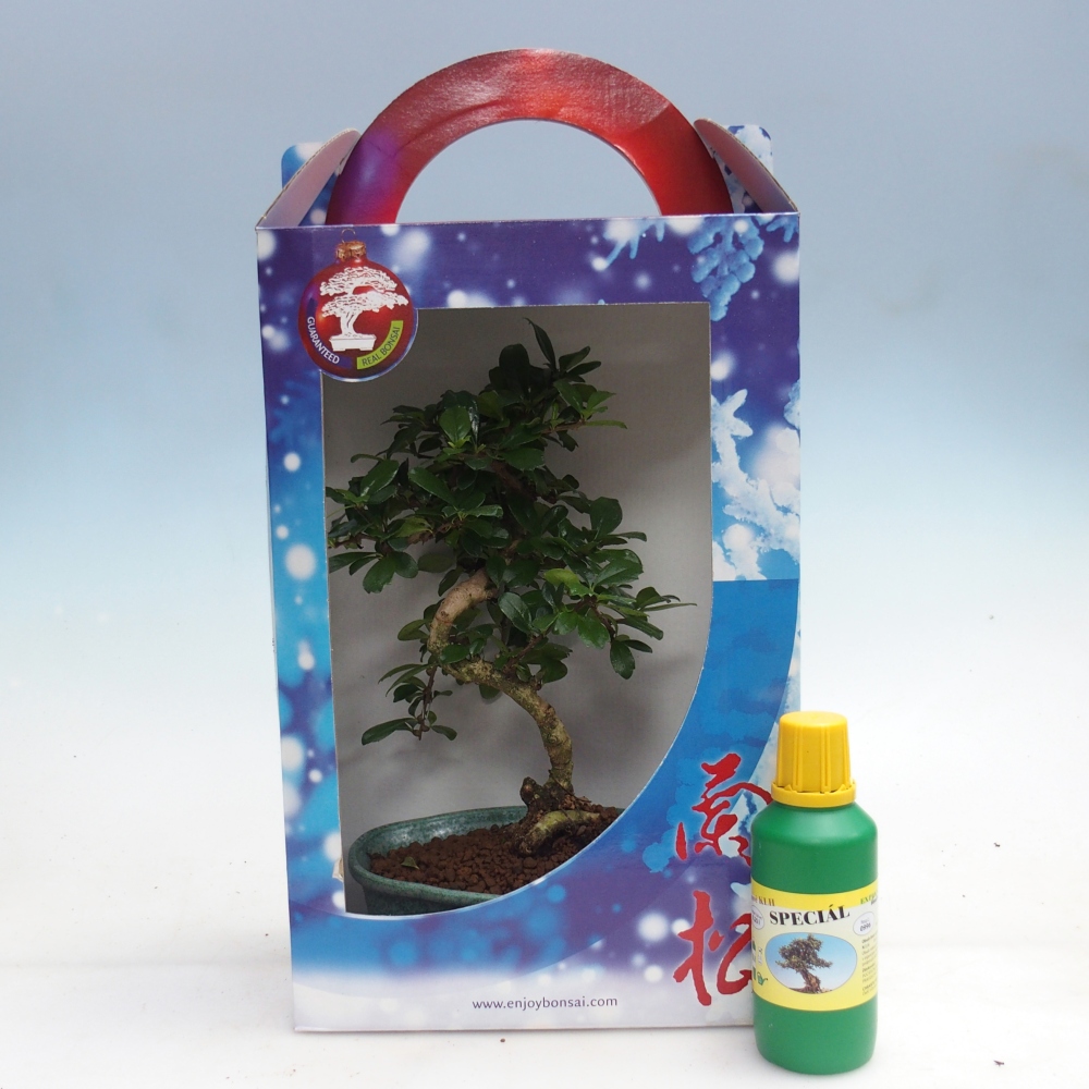 Izbový bonsaj v darčekovej krabičke Carmona microphylla - Tea fuki