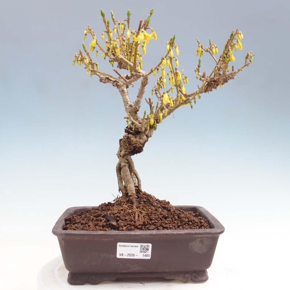 Vonkajšie bonsaje - Zlatice - Forsythia koreana
