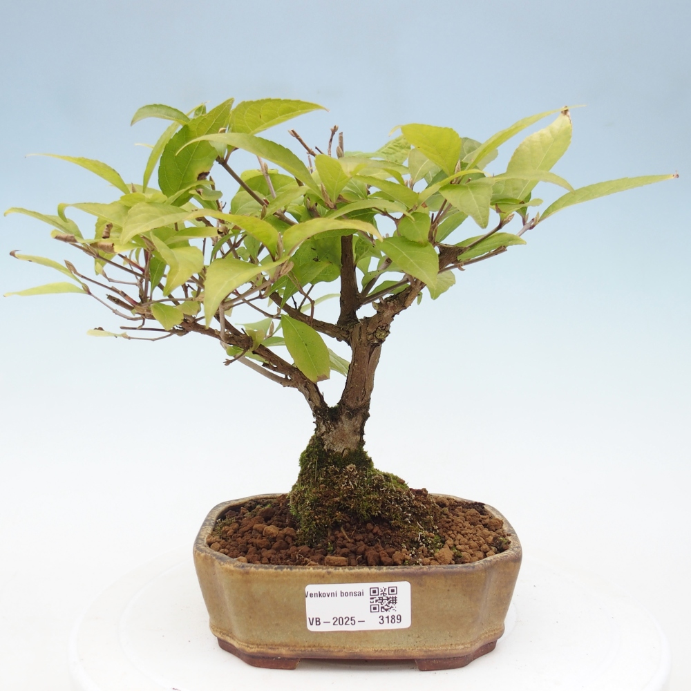 Vonkajšia bonsai - krásnoplodka - Callicarpa jap. Leucocarpa
