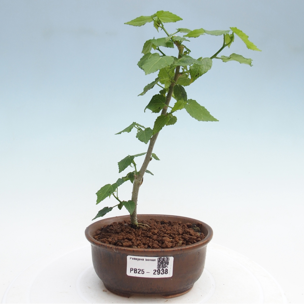 Izbová bonsai - Malvaviscus arboreus - ibištekovec drevnatý