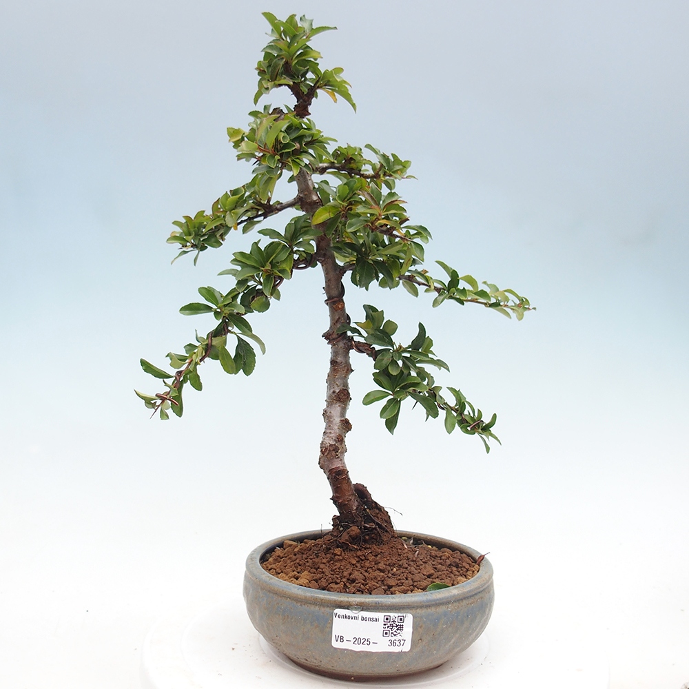 Vonkajšie bonsaje-Pyracantha Teton -Hlox