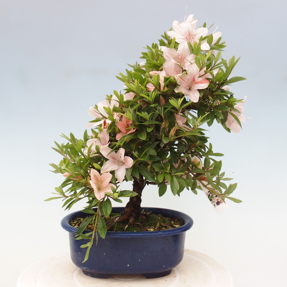 Vonkajší bonsai - Japonská azalka -  Azalea Nikko