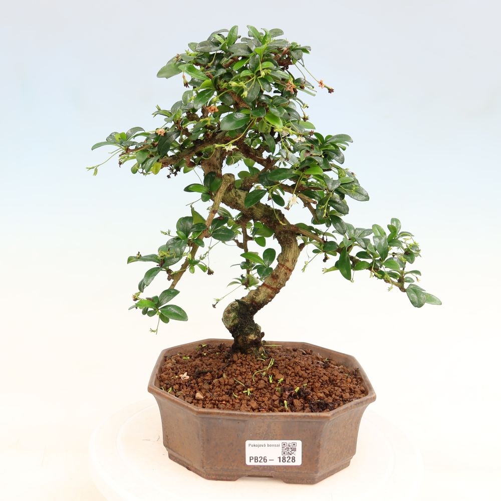 Izbové bonsaje - Carmona macrophylla - Tea fuki