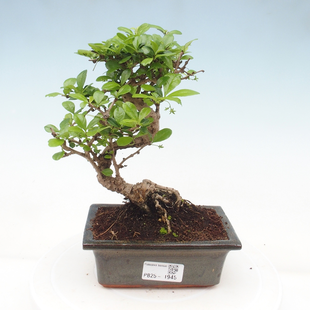 Izbová bonsai - Carmona macrophylla - Čaj fuki