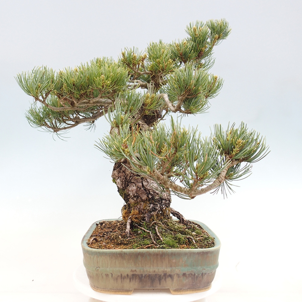 Vonkajšie bonsaje - Pinus parviflora - Pinus parviflora