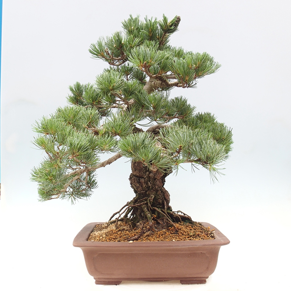 Vonkajšie bonsaje - Pinus parviflora - Pinus parviflora