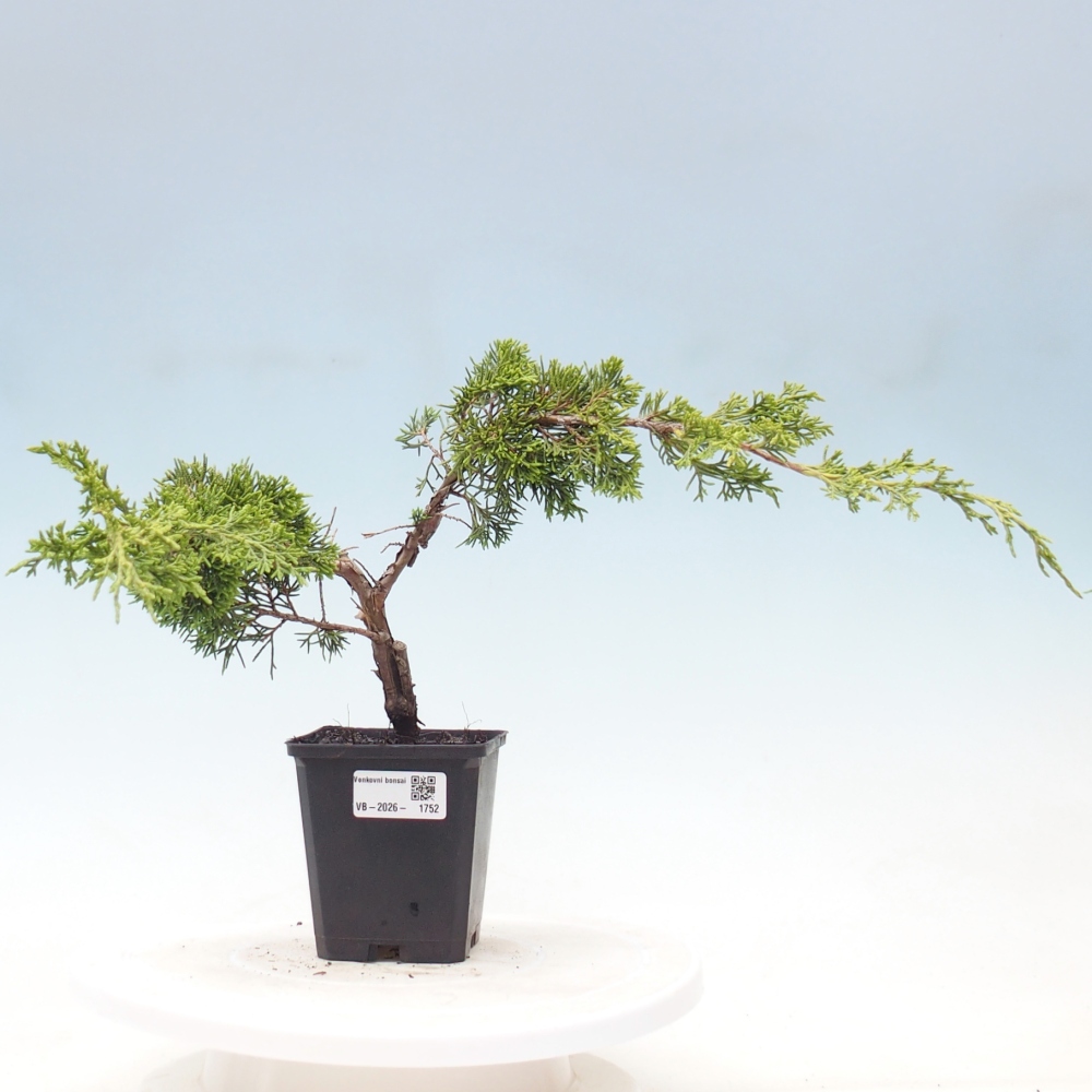 Vonkajší bonsaj - Juniperus chinensis Itoigawa