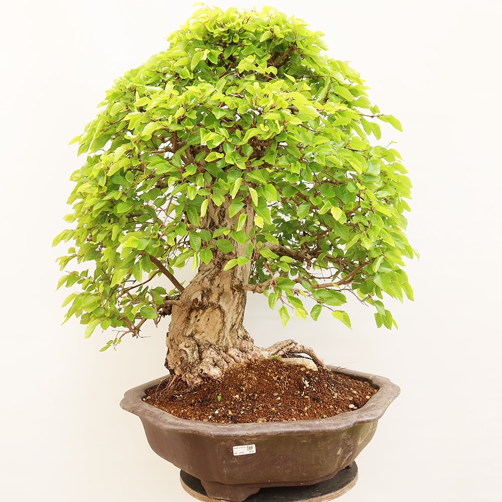 Vonkajší bonsai -Carpinus Coreana - Hrab kórejský
