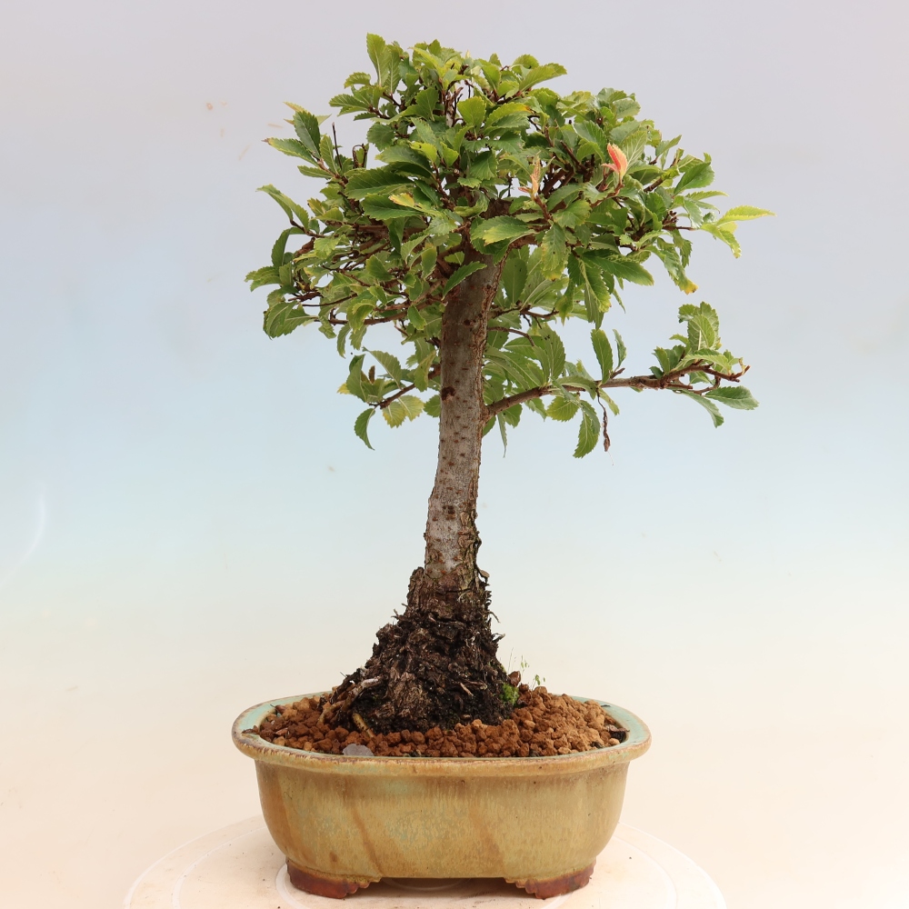Vonkajšie bonsaje - Zelkova - Zelkova NIRE