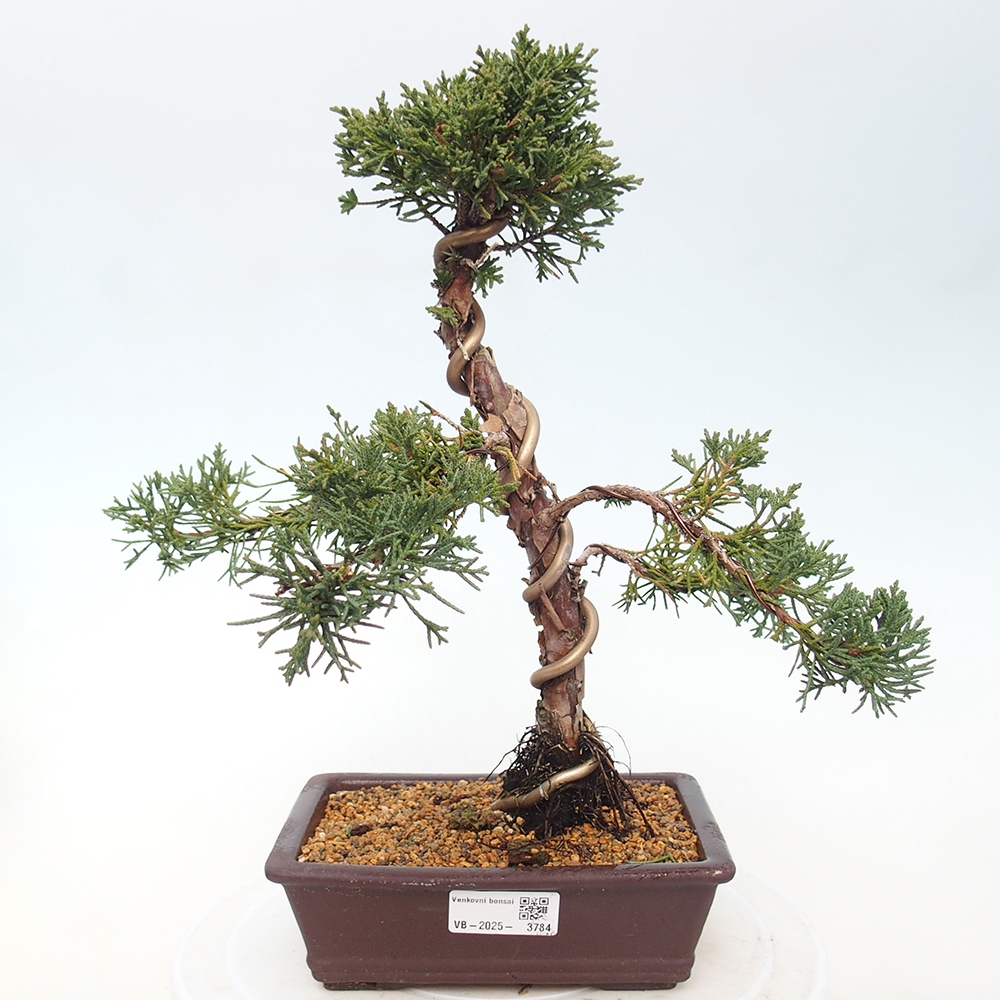 Vonkajší bonsaj - Juniperus chinensis Kishu