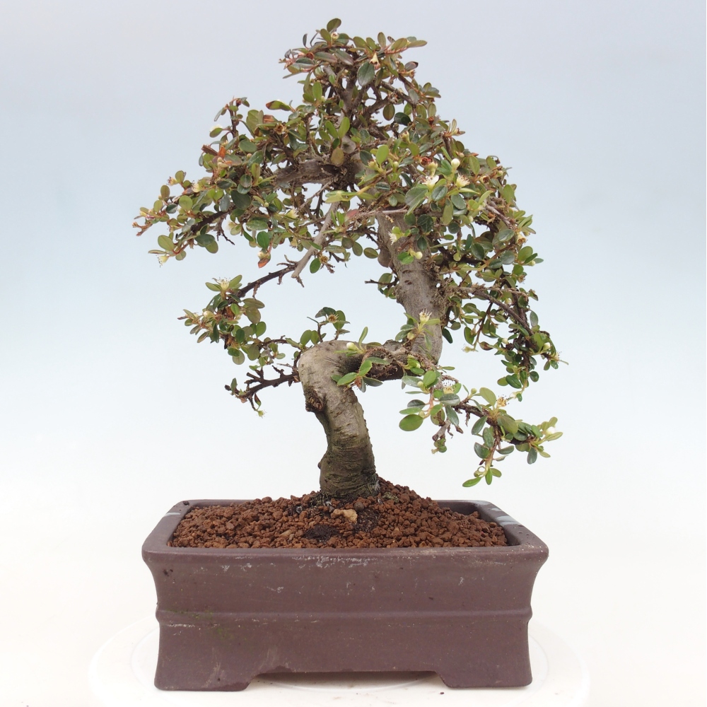 Vonkajší bonsaj-Cotoneaster dammeri - Damerova skala