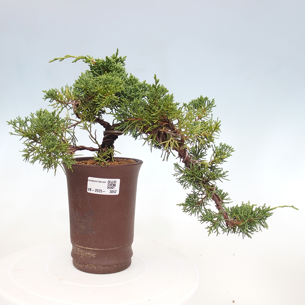 Vonkajší bonsai - Juniperus chinensis Kishu -Jalovec čínsky