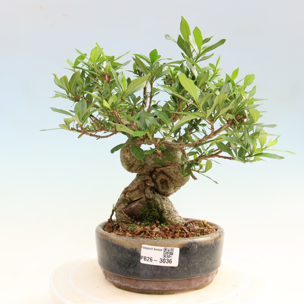 Izba bonsai – Gardenia jasminoides – gardénia