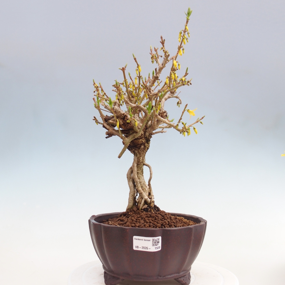 Vonkajšie bonsaje - Zlatice - Forsythia koreana
