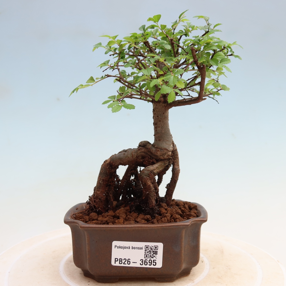 Izbový bonsaj - Ulmus parvifolia - brest malolistý
