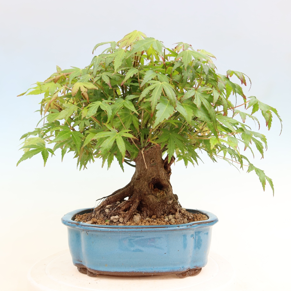 Vonkajšie bonsaje - Javor Burger - Acer Burgerianum