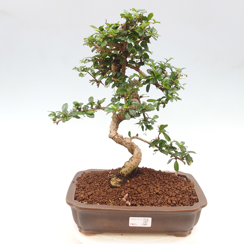 Izbová bonsai - Carmona macrophylla - Čaj fuki