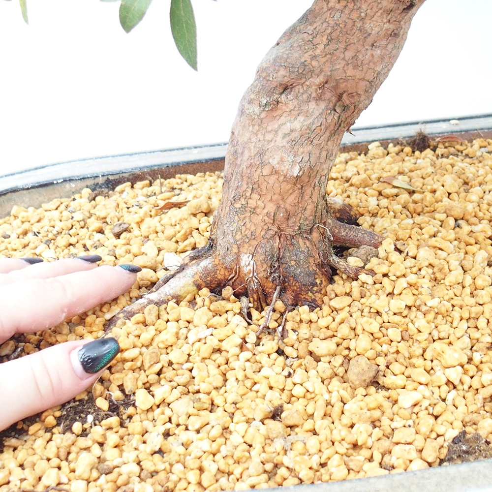 Vonkajšie bonsaje - Japonská azalka - Azalka Haruurara