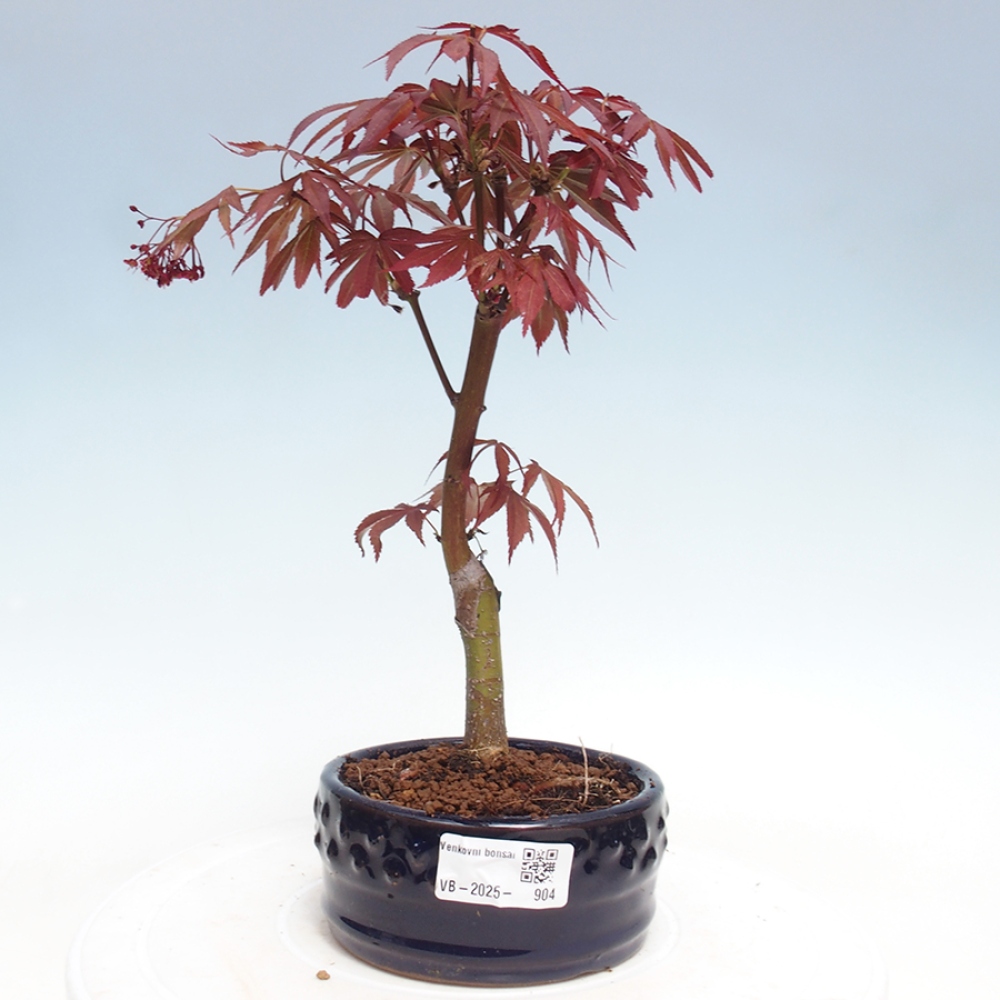 Vonkajší bonsai - Acer palm. Atropurpureum-Javor dlanitolistý