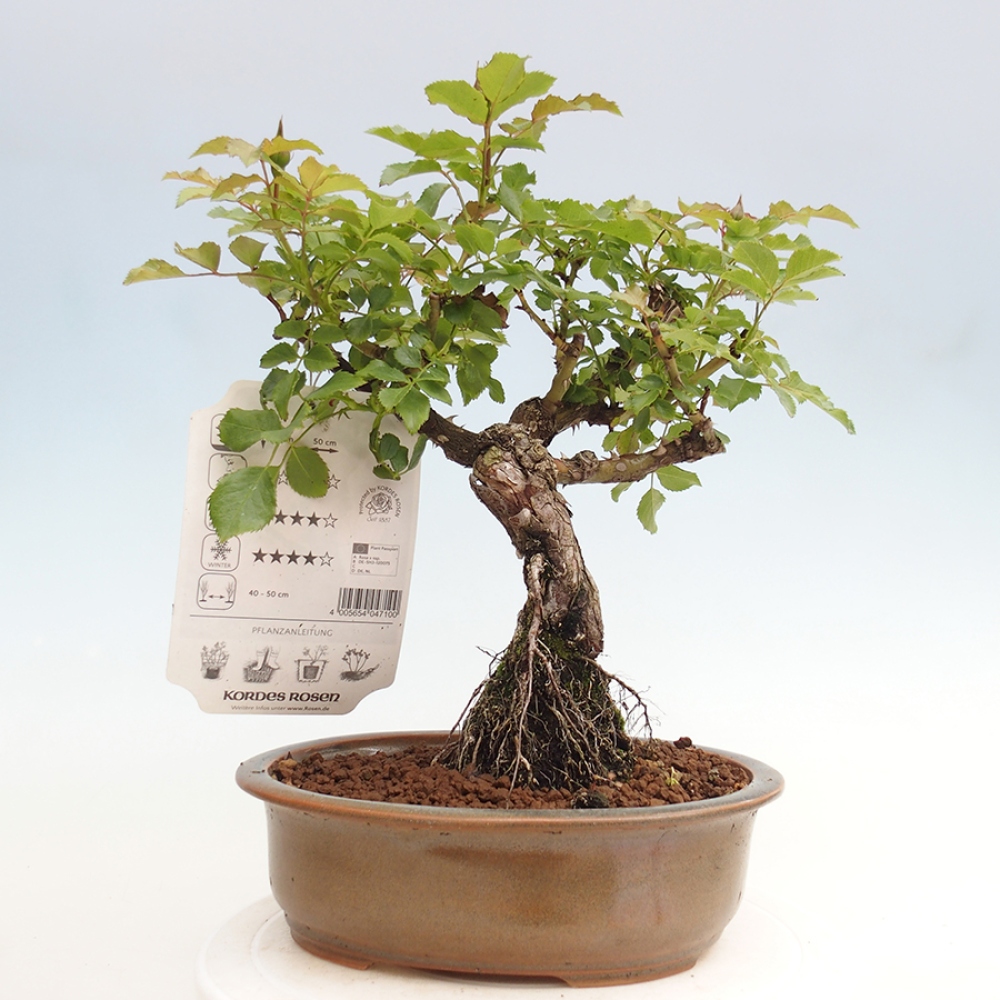 Vonkajší bonsai - Rosa Kordes - ruža