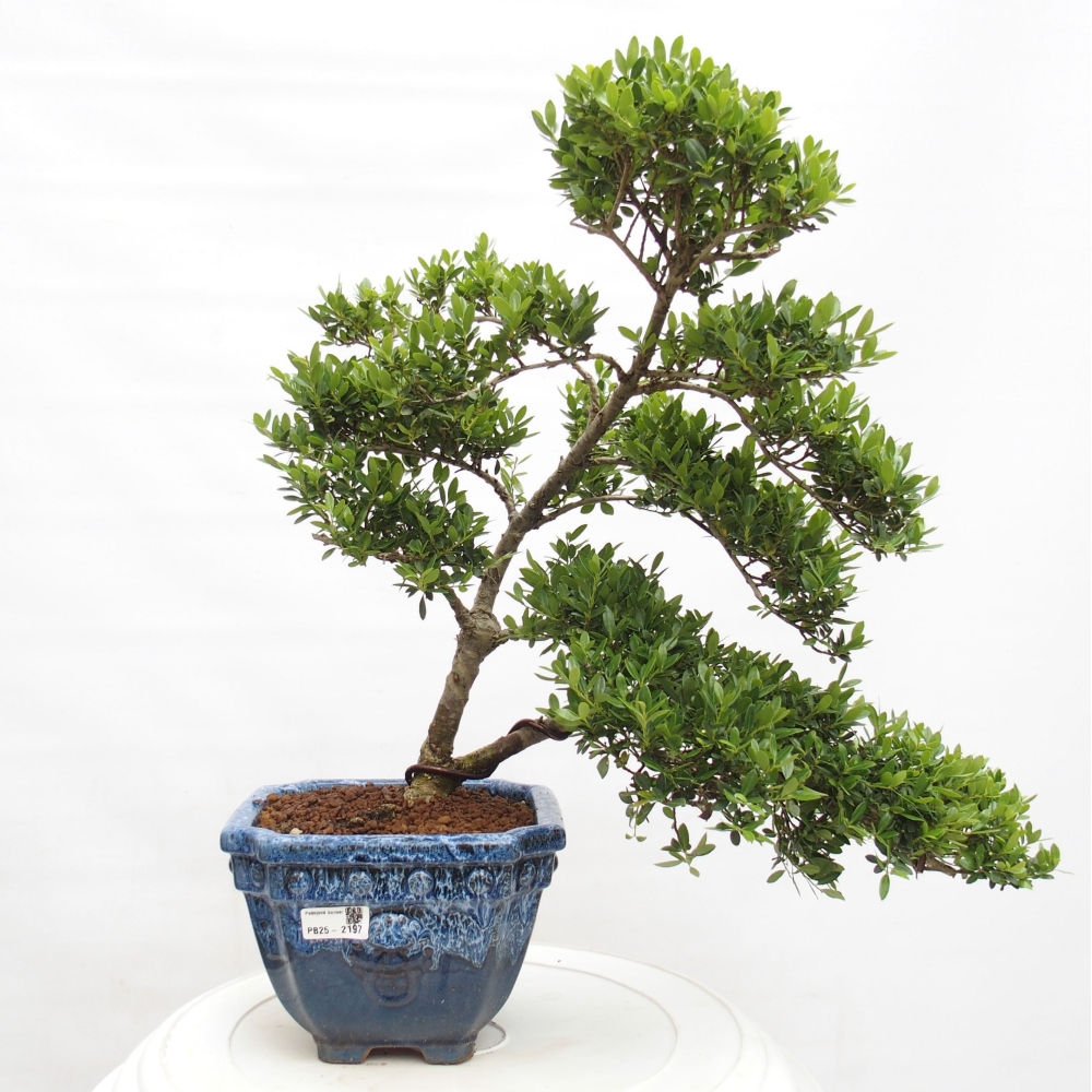 Izbová bonsai - Ilex crenata - Cezmína