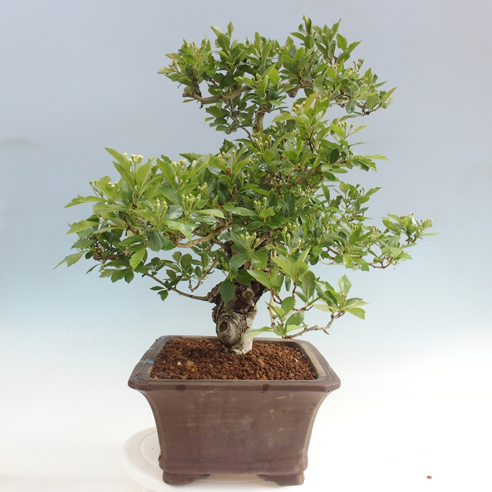 Vonkajší bonsai - Hloh klinovitý - Crataegus cuneata