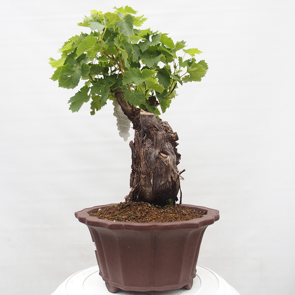 Vonkajší bonsai - Vitis vinnifera MUSKAT ITALIA  - Vínna réva