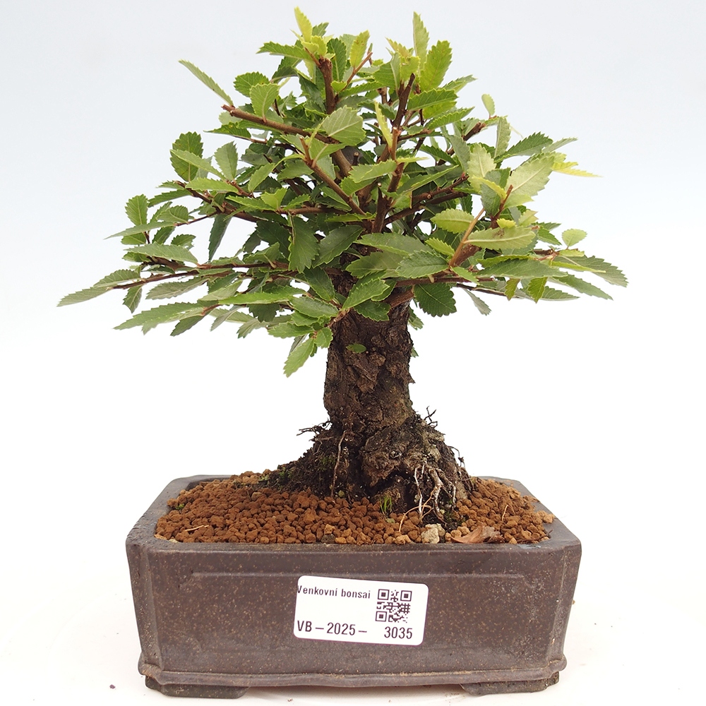 Vonkajšie bonsai - Zelkova - Zelkova Nirom