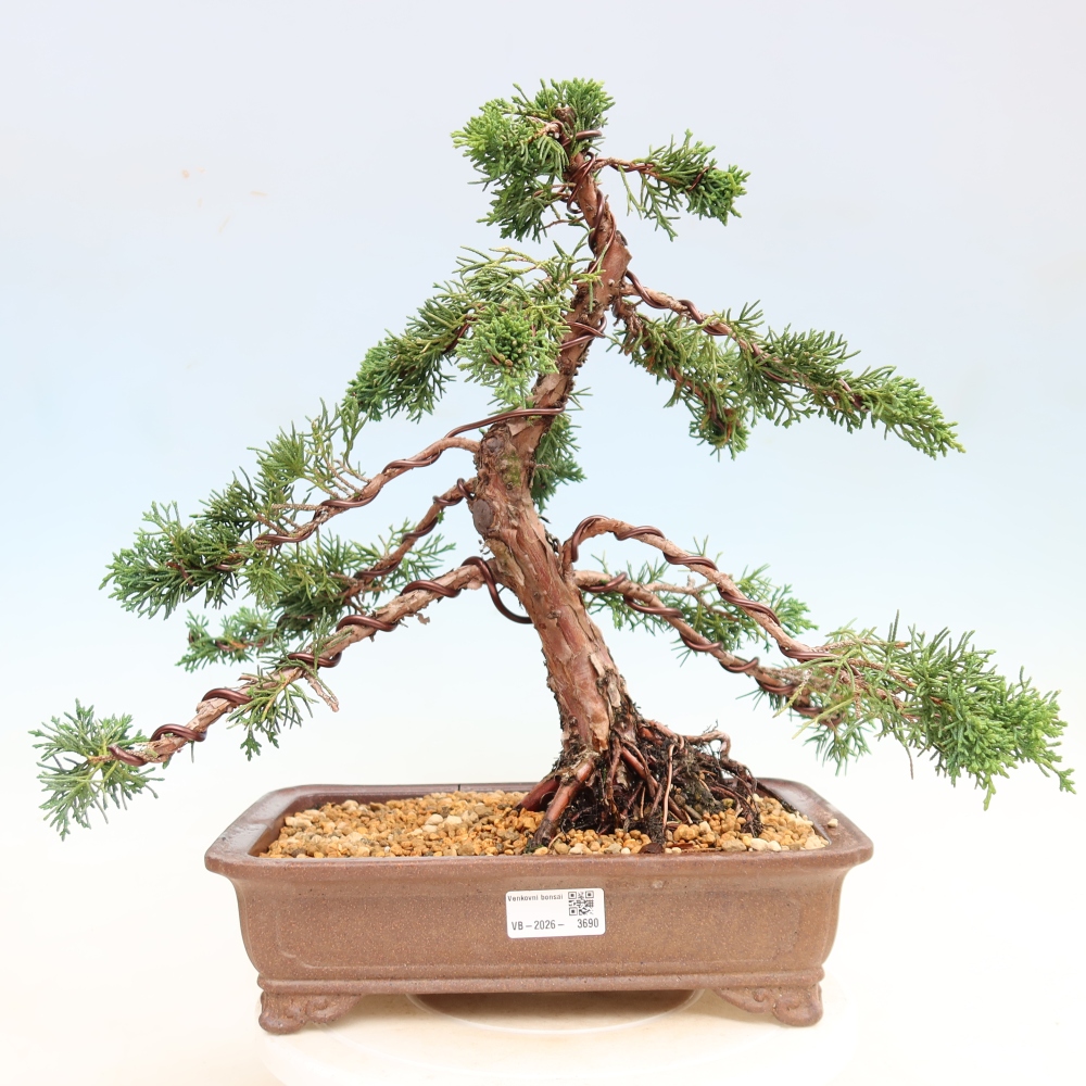 Vonkajší bonsaj - Juniperus chinensis Kishu