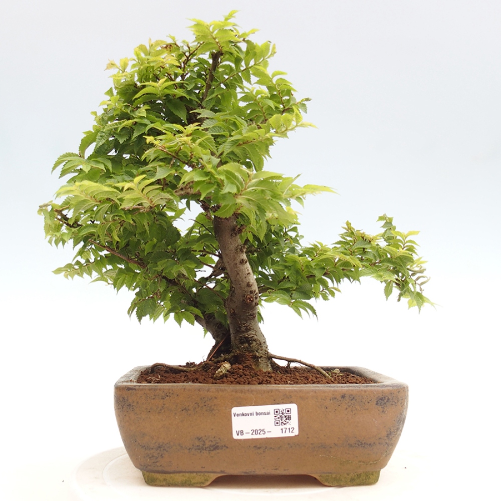 Vonkajší bonsai - Ulmus parvifolia  - Malolistý brest