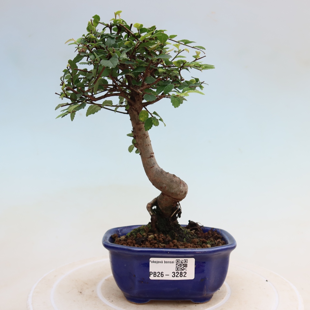 Izbový bonsaj - Ulmus parvifolia - brest malolistý