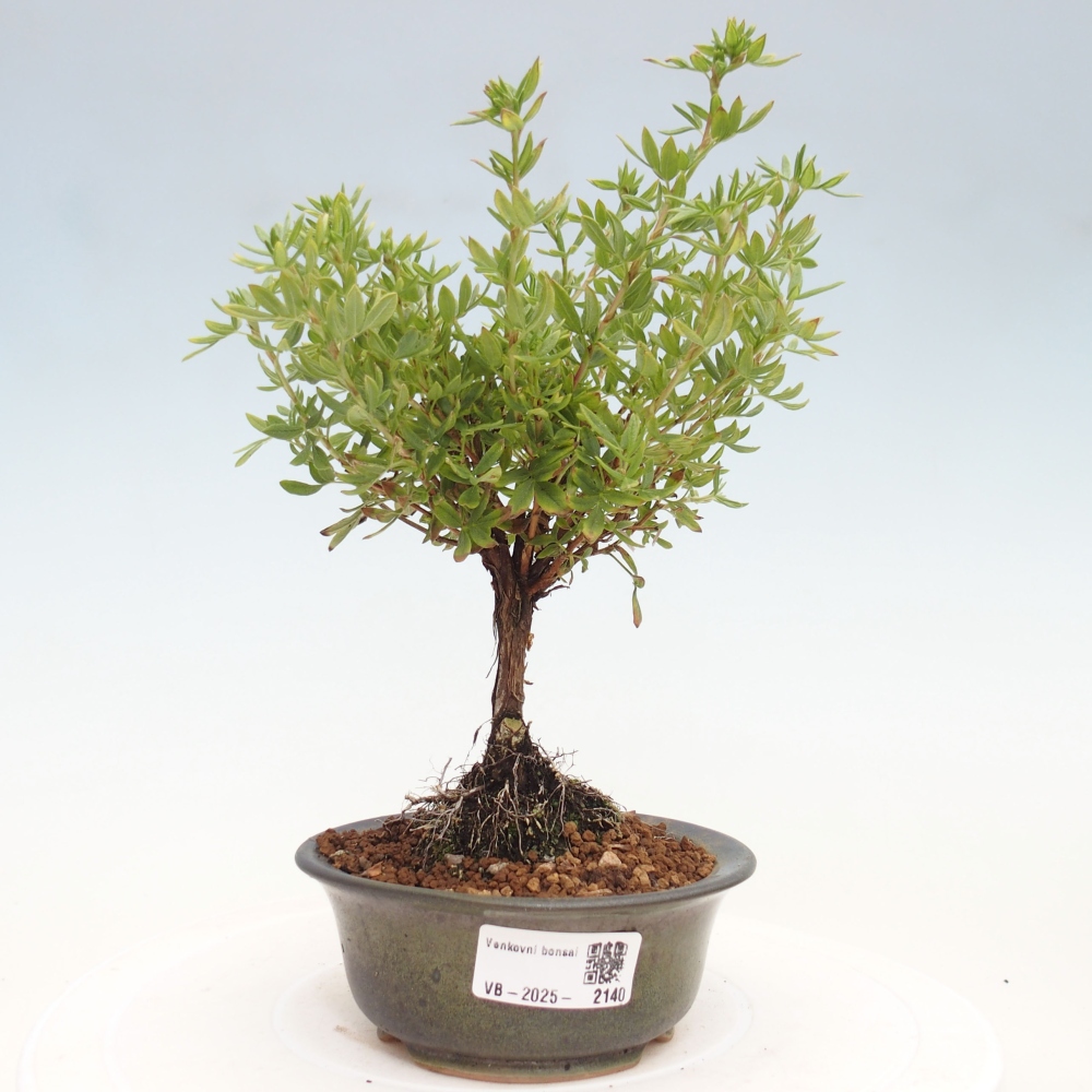 Vonkajšia bonsai-Nátržník krovitá - potentila fruticosa yellow Bird