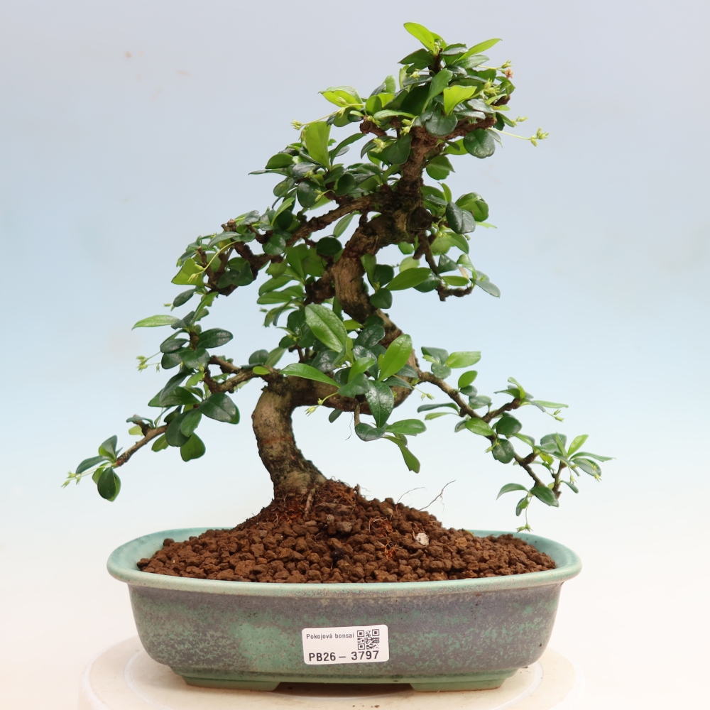 Izbové bonsaje - Carmona macrophylla - Tea fuki