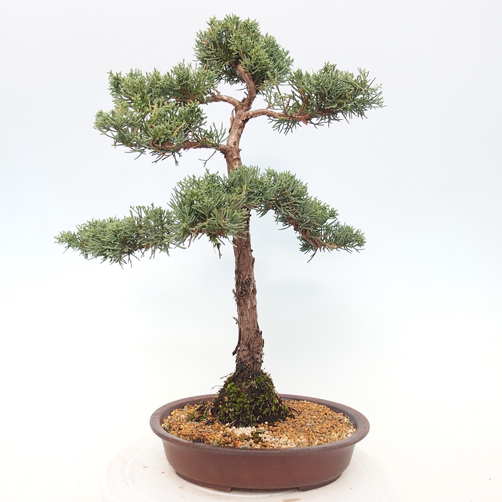 Vonkajšie bonsai - Juniperus chinensis Kishu -Jalovec čínsky