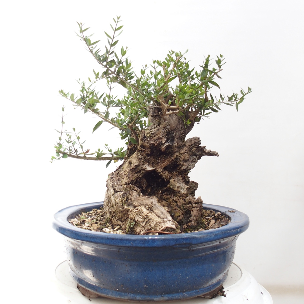 Izbová bonsai - Olea europaea sylvestris -Oliva evropská drobnolistá