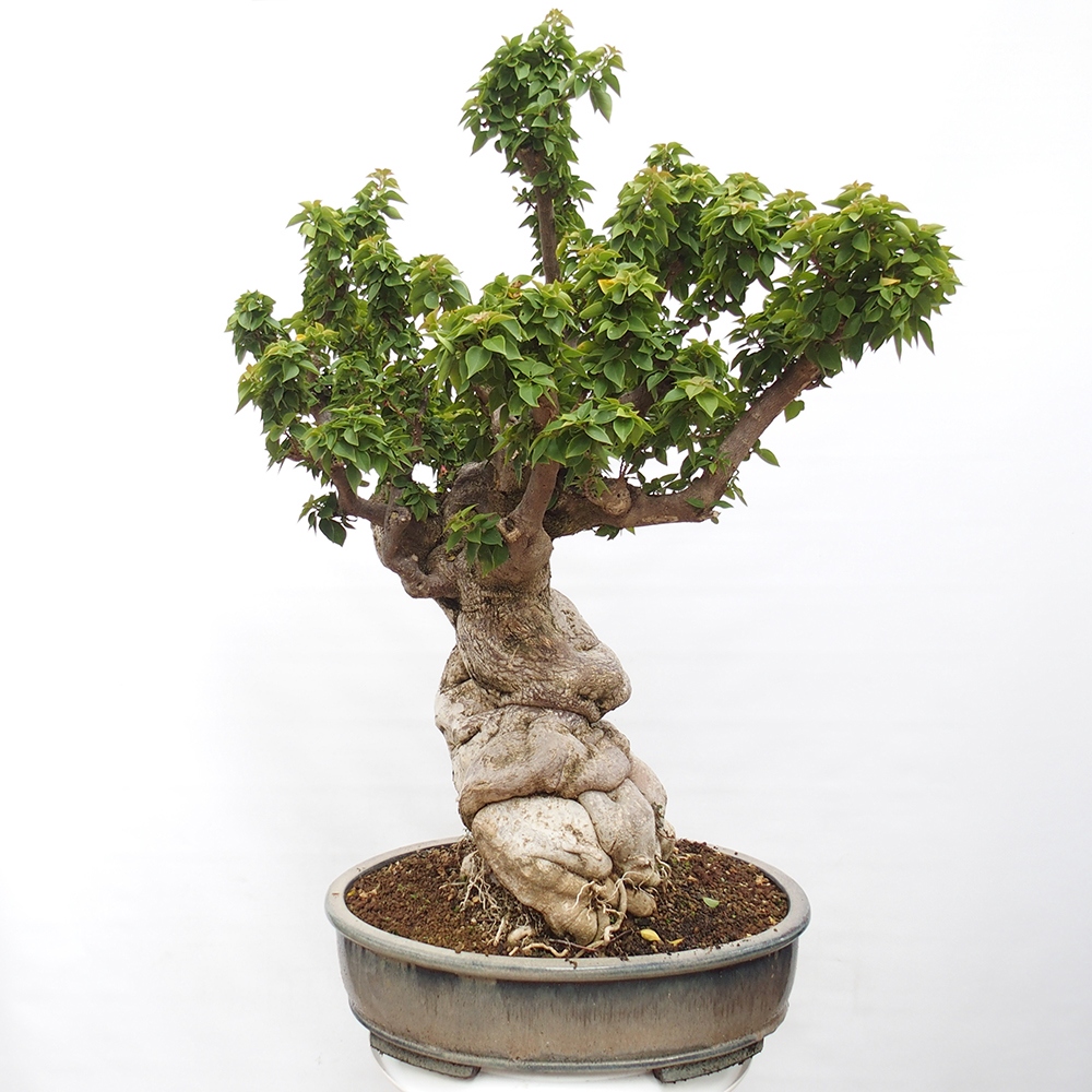 Izbová bonsai - Bouganwilea